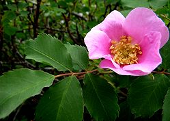 An Alberta Wild Rose Growing Near Canmore